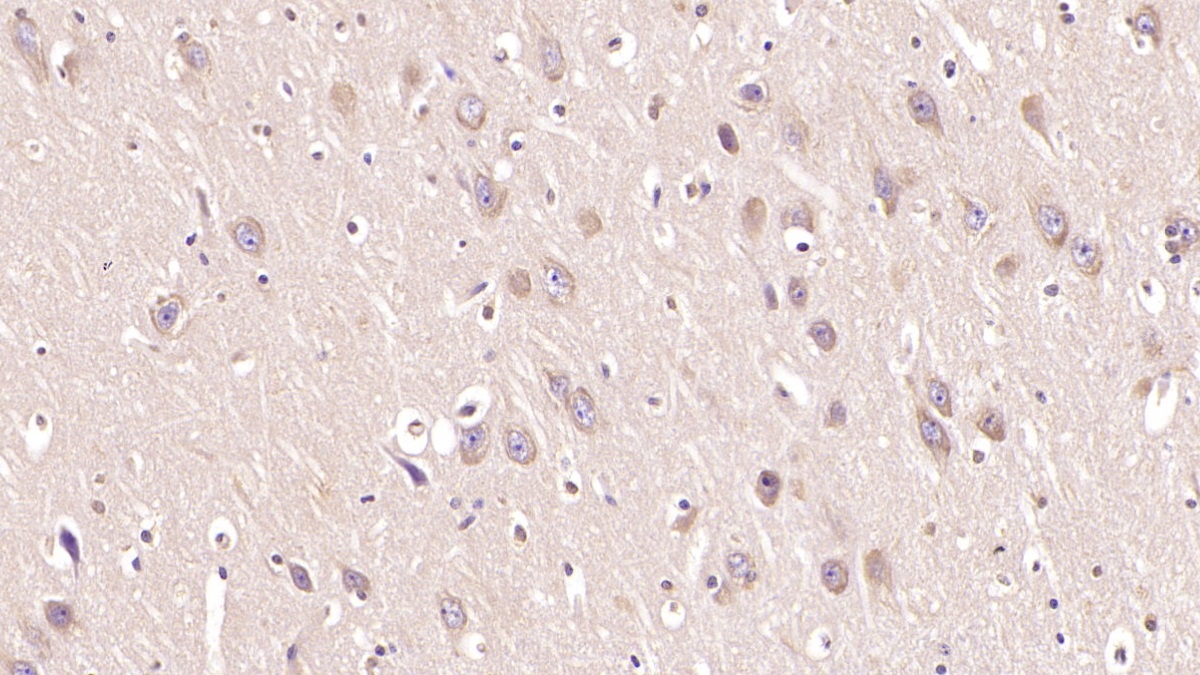 Monoclonal Antibody to Myelin Oligodendrocyte Glycoprotein (MOG)