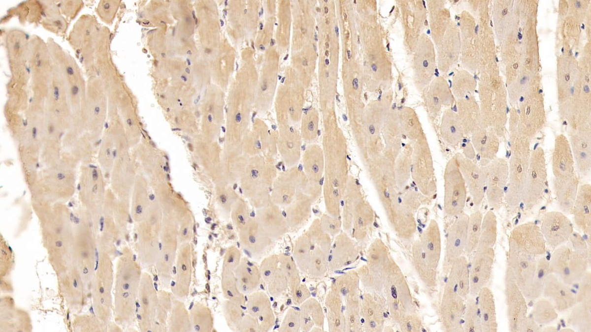 Monoclonal Antibody to Adiponectin (ADPN)