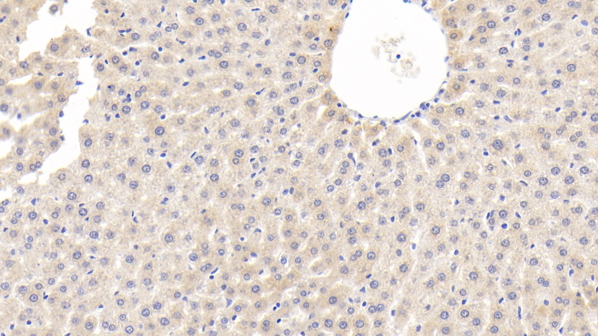 Monoclonal Antibody to Adiponectin (ADPN)