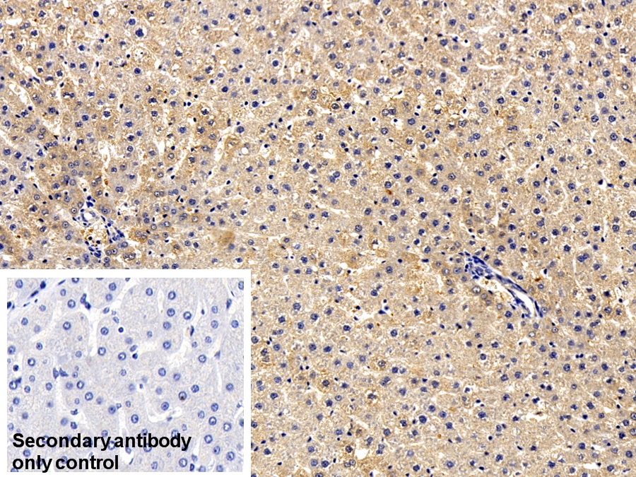 Monoclonal Antibody to Angiotensinogen (AGT)