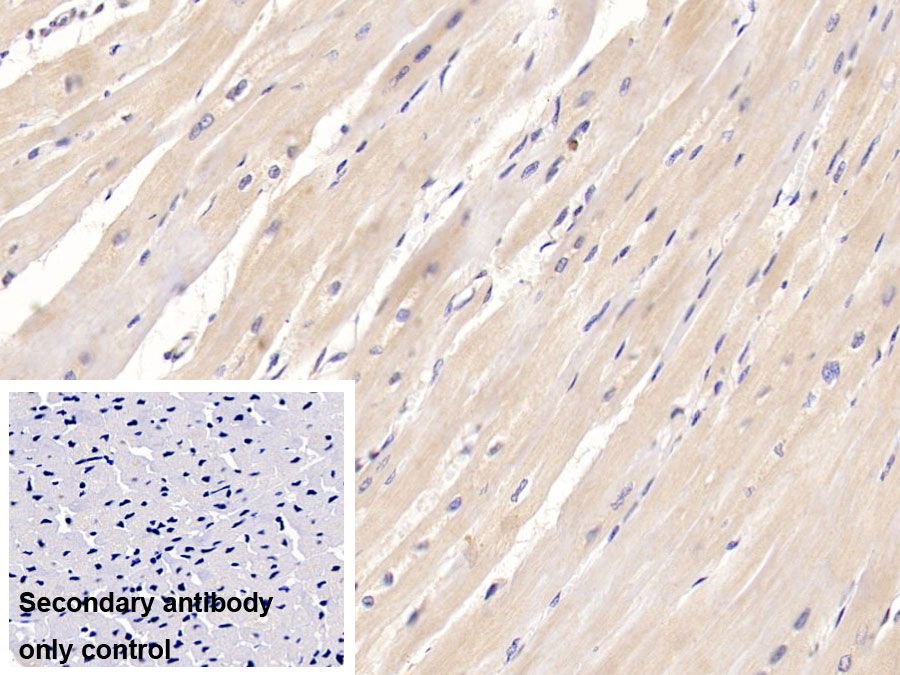 Monoclonal Antibody to Hypoxia Inducible Factor 1 Alpha (HIF1a)