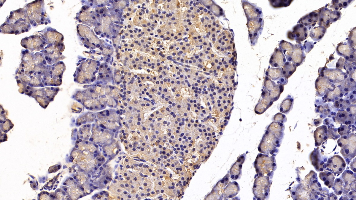 Monoclonal Antibody to Cholecystokinin (CCK)