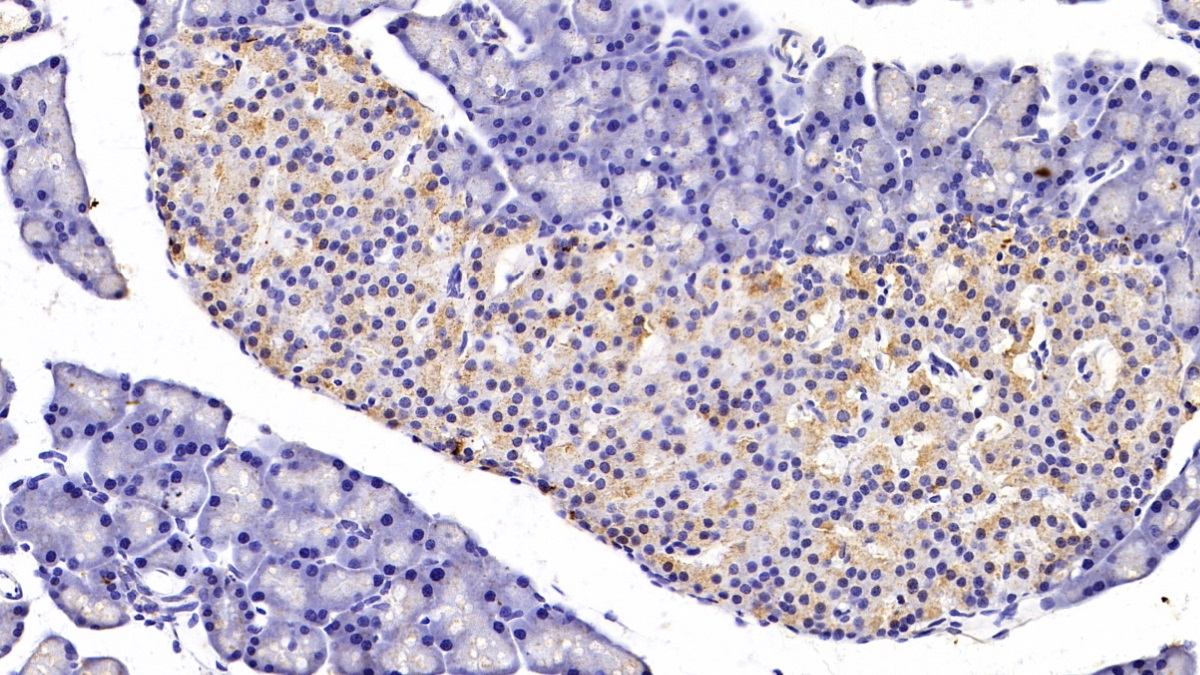 Monoclonal Antibody to Cholecystokinin (CCK)