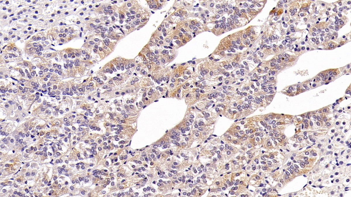 Monoclonal Antibody to Clusterin (CLU)