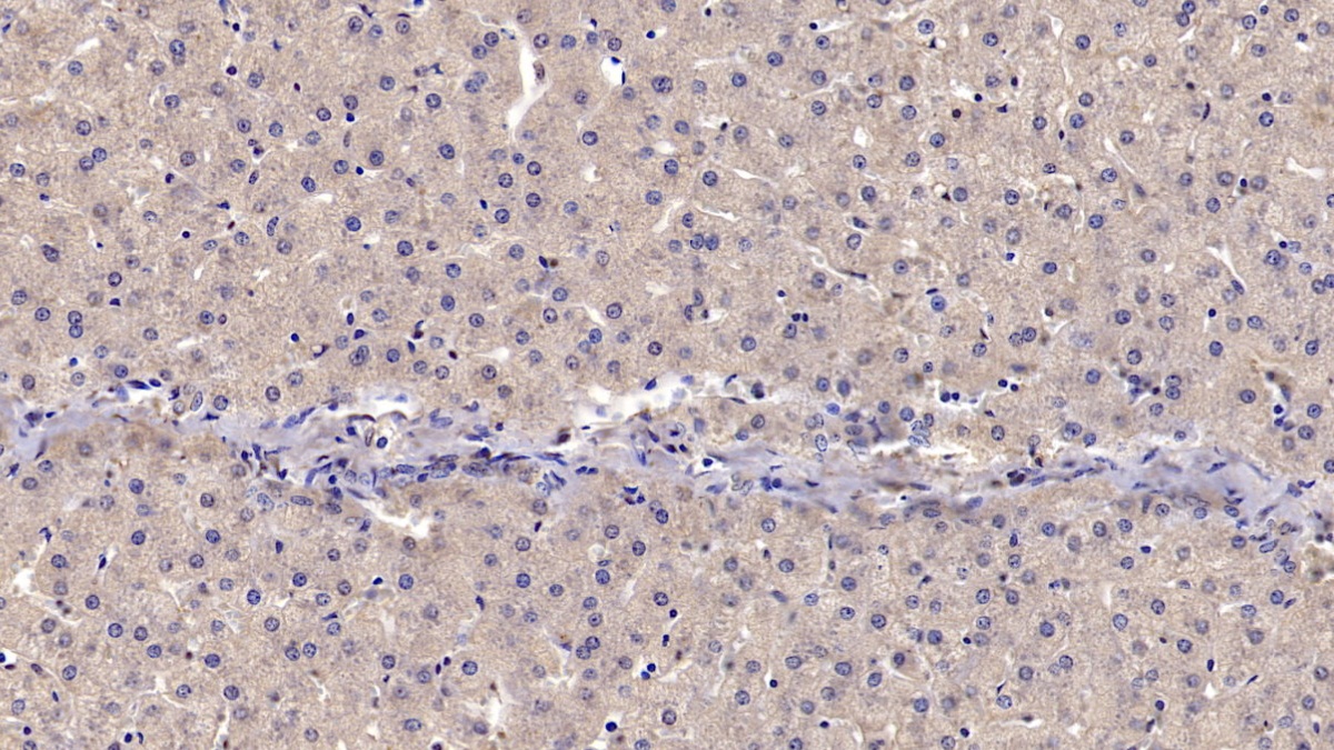 Monoclonal Antibody to Cluster Of Differentiation 73 (CD73)