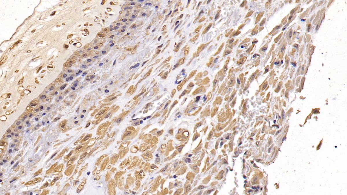 Monoclonal Antibody to Cluster Of Differentiation 73 (CD73)