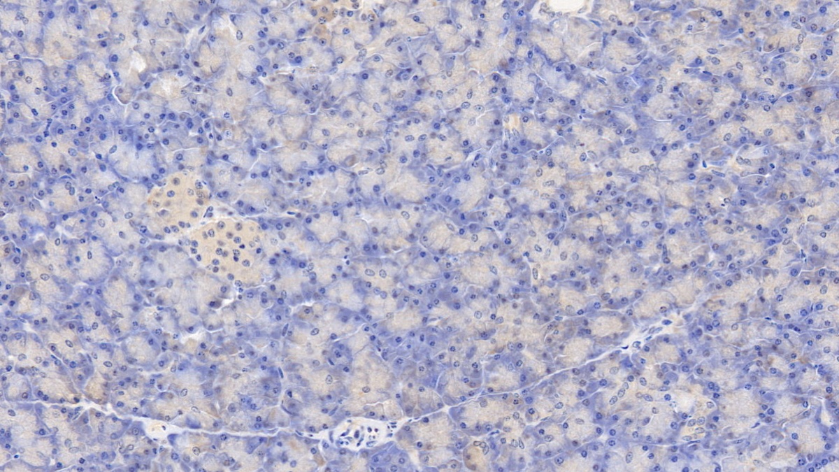 Monoclonal Antibody to Glucagon (GCG)