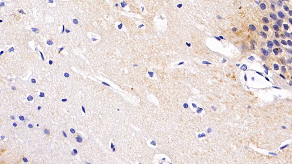 Monoclonal Antibody to Microtubule Associated Protein 2 (MAP2)