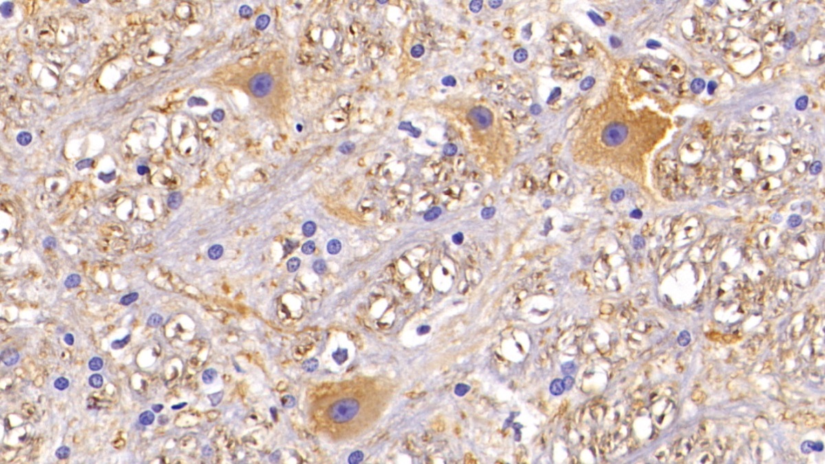 Monoclonal Antibody to Microtubule Associated Protein 2 (MAP2)