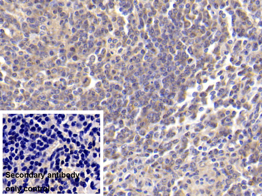 Monoclonal Antibody to Tetraspanin 30Cluster of Differentiation 63 (CD63)