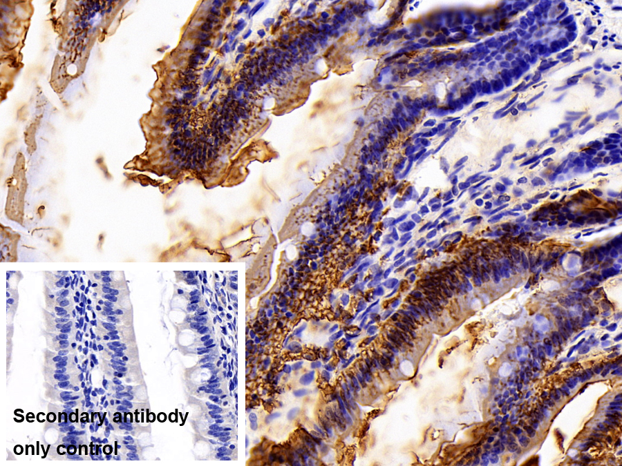 Monoclonal Antibody to Lipopolysaccharide (LPS)