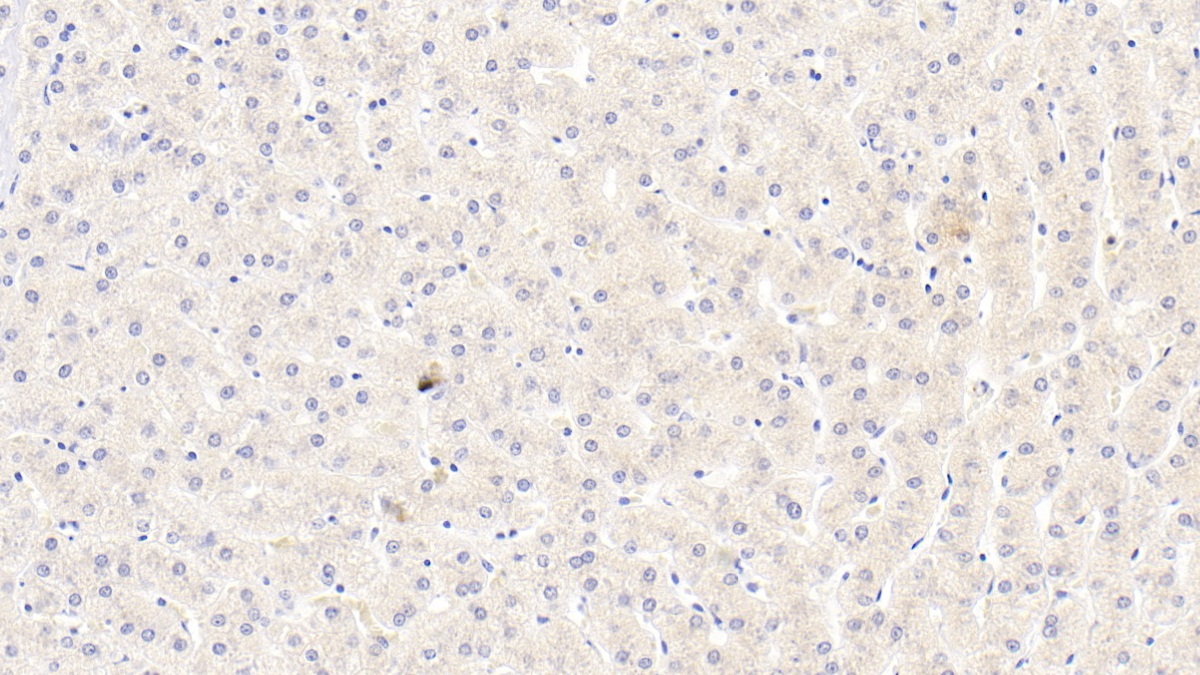 Monoclonal Antibody to Inhibin Beta B (INHbB)