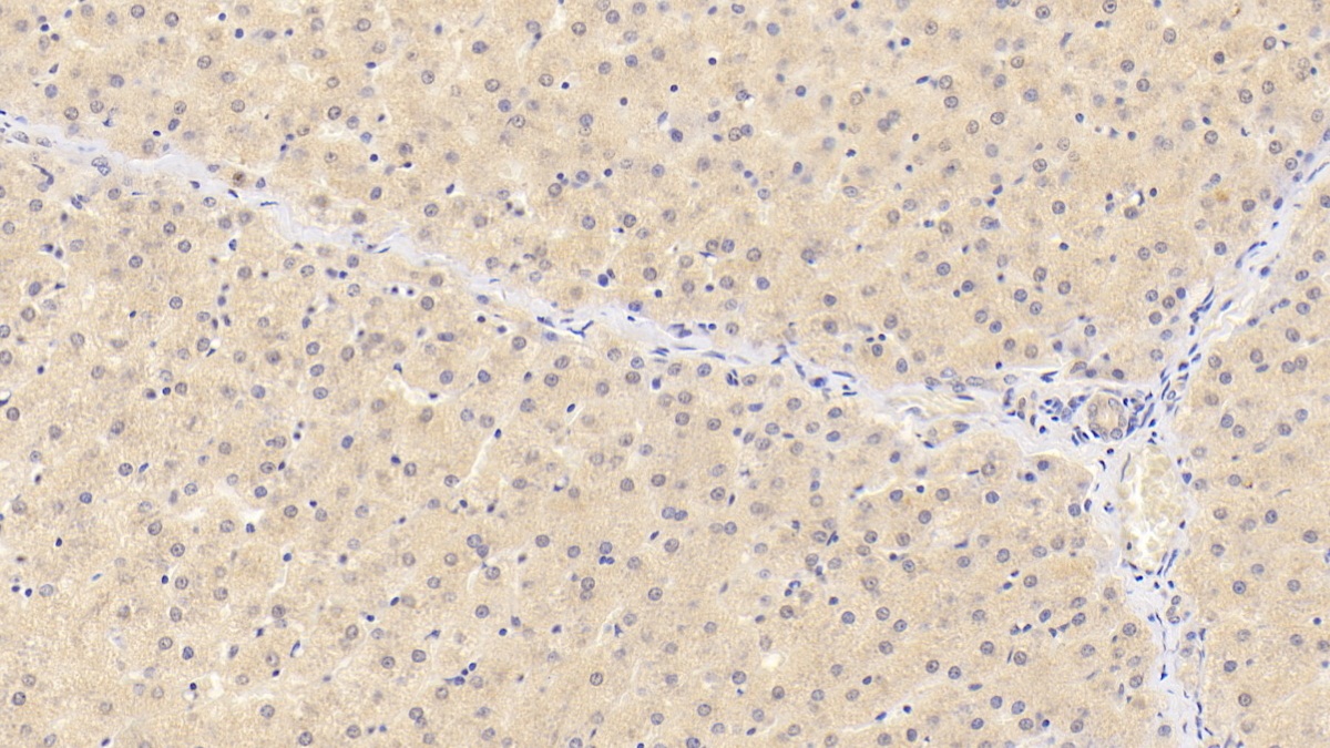Monoclonal Antibody to Sialic Acid Binding Ig Like Lectin 8 (SIGLEC8)