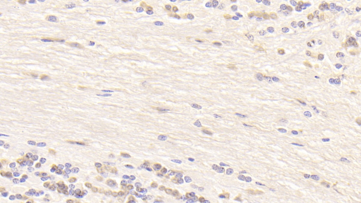 Monoclonal Antibody to Hedgehog Homolog, Sonic (SHH)