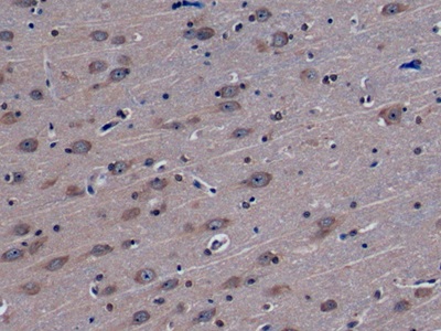 Monoclonal Antibody to Neuregulin 1 (NRG1)