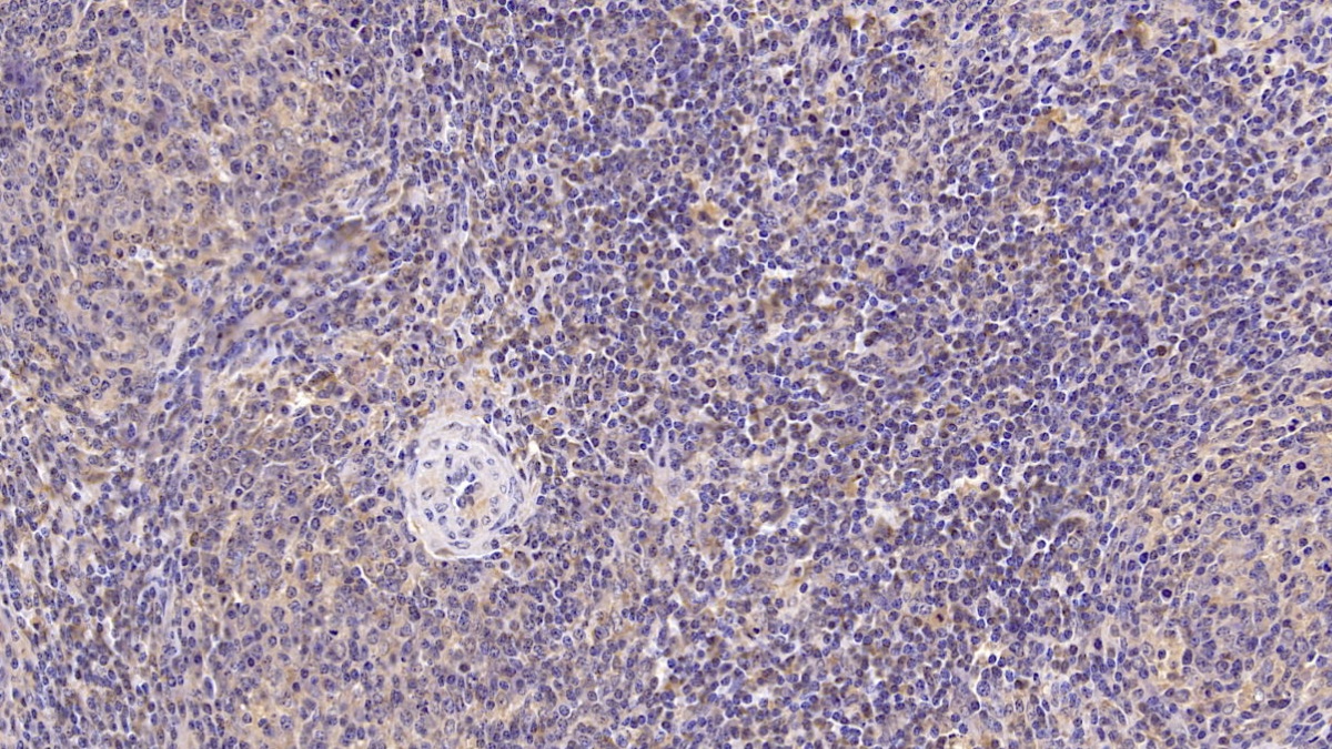 Monoclonal Antibody to Cluster Of Differentiation 3d (CD3d)