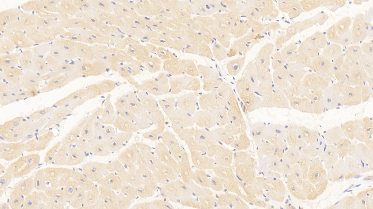 Monoclonal Antibody to Tenascin C (TNC)