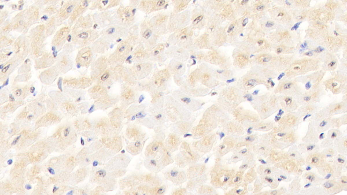 Monoclonal Antibody to Bone Morphogenetic Protein 3 (BMP3)