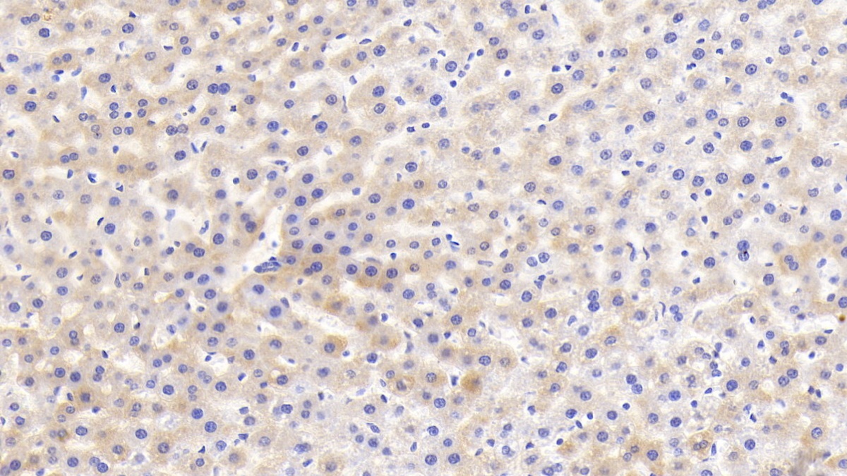 Monoclonal Antibody to Histidine Rich Glycoprotein (HRG)