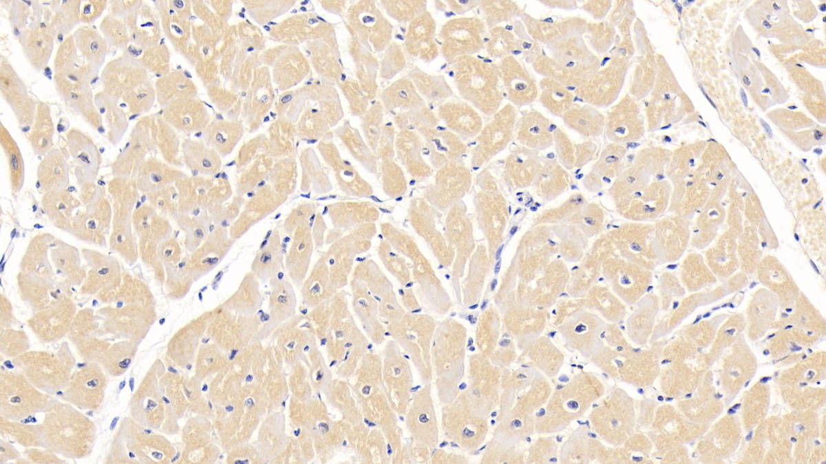 Monoclonal Antibody to Renalase (RNLS)