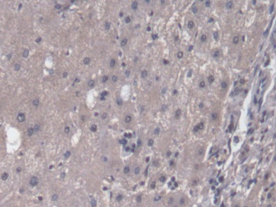 Monoclonal Antibody to Heat Shock Protein 90kDa Alpha B1 (HSP90aB1)