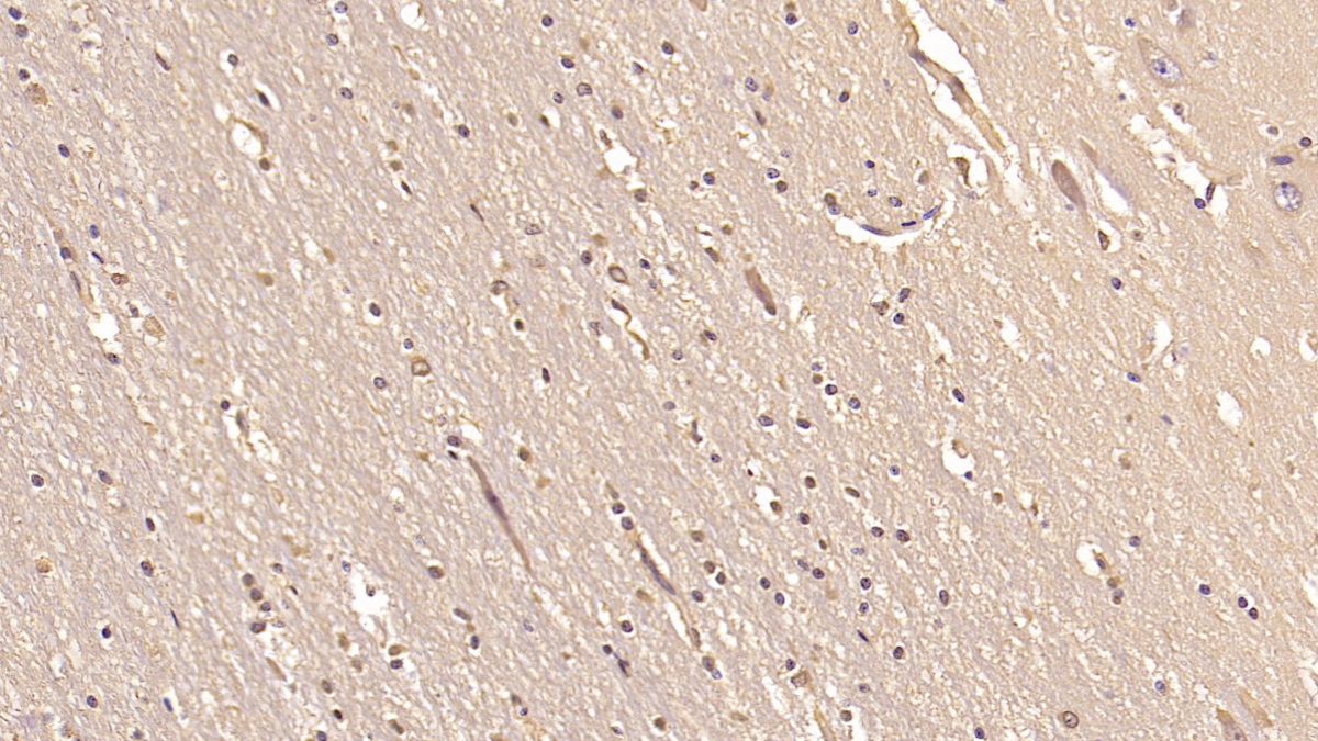Monoclonal Antibody to Glutamate Receptor, Ionotropic, AMPA 2 (GRIA2)