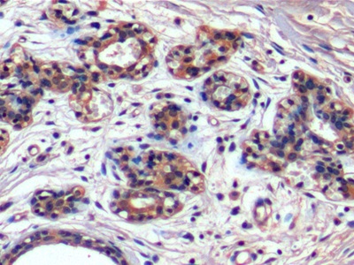 Monoclonal Antibody to Hepatitis A Virus Cellular Receptor 2 (HAVCR2)