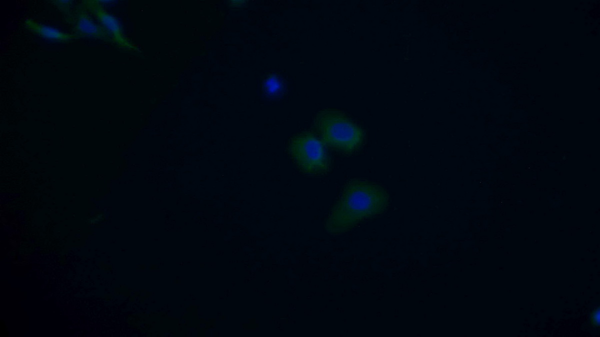 Monoclonal Antibody to Beclin 1 (BECN1)