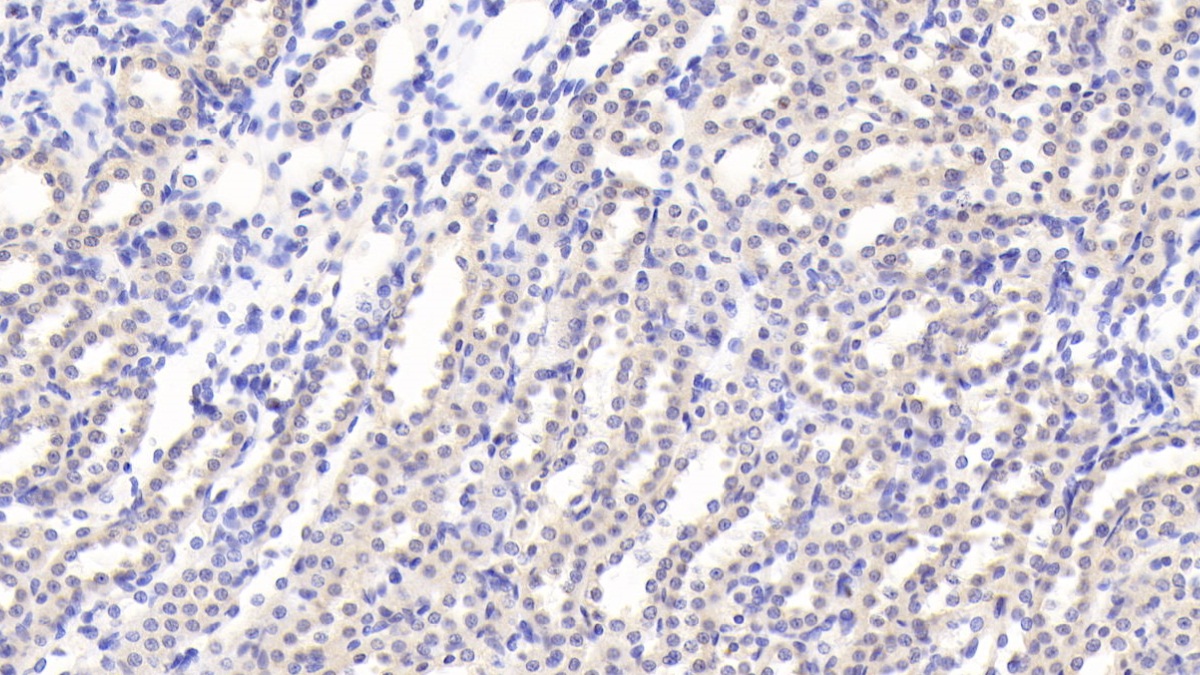 Monoclonal Antibody to Fibroblast Growth Factor 15 (FGF15)