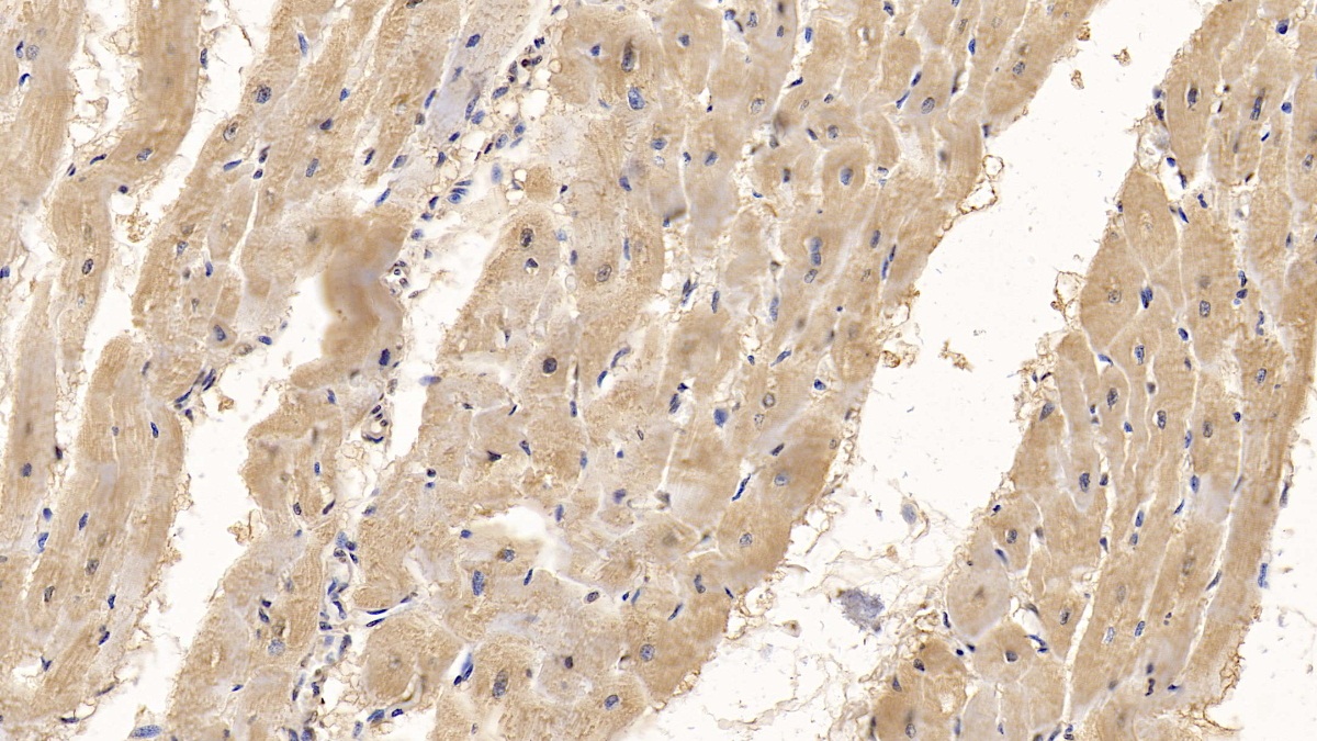 Monoclonal Antibody to Wingless Type MMTV Integration Site Family, Member 4 (WNT4)