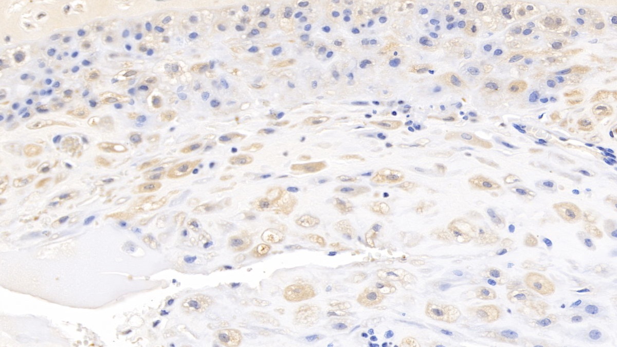 Monoclonal Antibody to Wingless Type MMTV Integration Site Family, Member 3A (WNT3A)