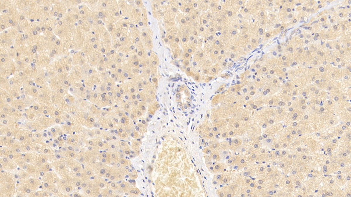 Monoclonal Antibody to Wingless Type MMTV Integration Site Family, Member 11 (WNT11)