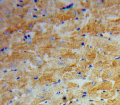 Polyclonal Antibody to Angiopoietin 2 (ANGPT2)