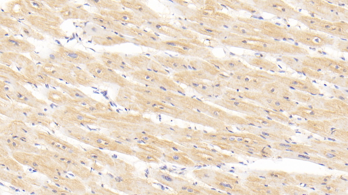 Polyclonal Antibody to Bone Morphogenetic Protein 2 (BMP2)