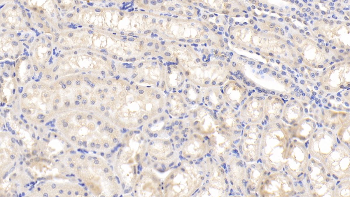 Polyclonal Antibody to Interferon Alpha (IFNa)