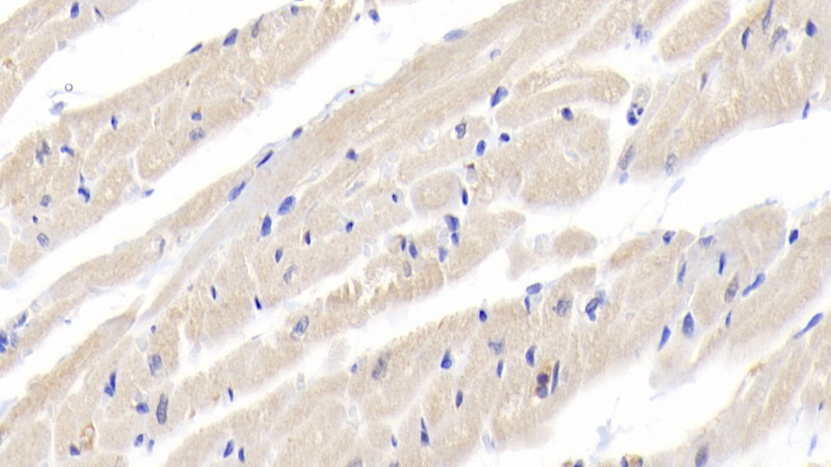 Polyclonal Antibody to Interleukin 18 (IL18)