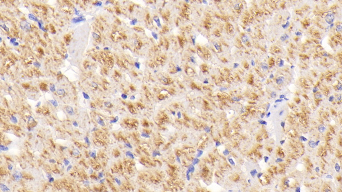 Polyclonal Antibody to Superoxide Dismutase 3, Extracellular (SOD3)