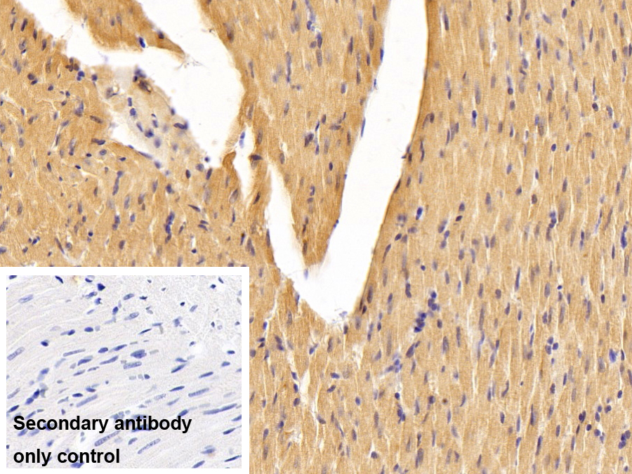 Polyclonal Antibody to Vascular Endothelial Growth Factor A (VEGFA)