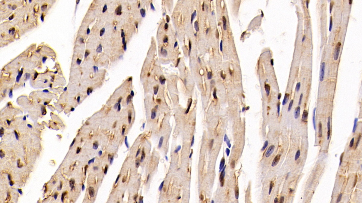 Polyclonal Antibody to Histone H3 (H3)