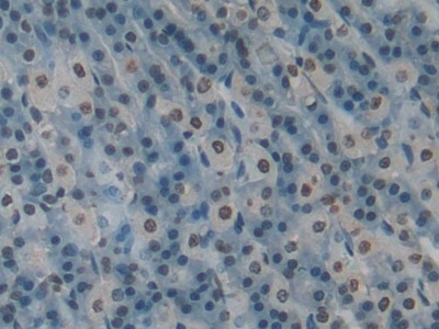 Polyclonal Antibody to Histone H3 (H3)