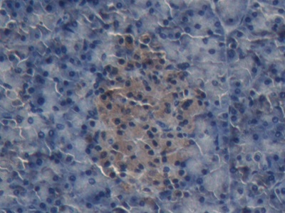 Polyclonal Antibody to Insulin (INS)