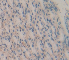 Polyclonal Antibody to Epidermal Growth Factor (EGF)