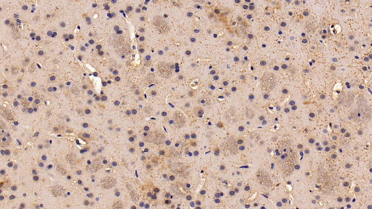 Polyclonal Antibody to Somatostatin (SST)