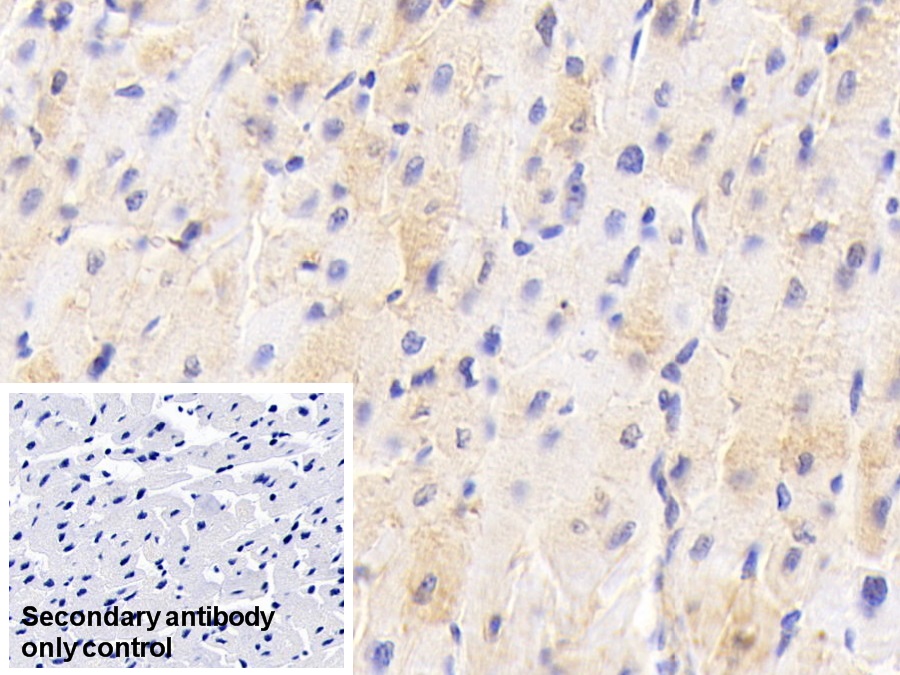 Polyclonal Antibody to Adiponectin (ADPN)