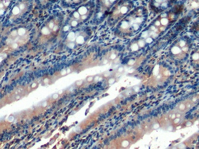 Polyclonal Antibody to Homing Associated Cell Adhesion Molecule (HCAM)