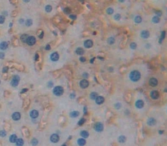 Polyclonal Antibody to Visceral Adipose Tissue Derived Serine Protease Inhibitor (Vaspin)