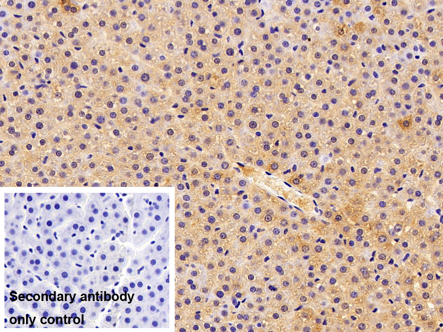 Polyclonal Antibody to Alpha-1-Acid Glycoprotein (a1AGP)