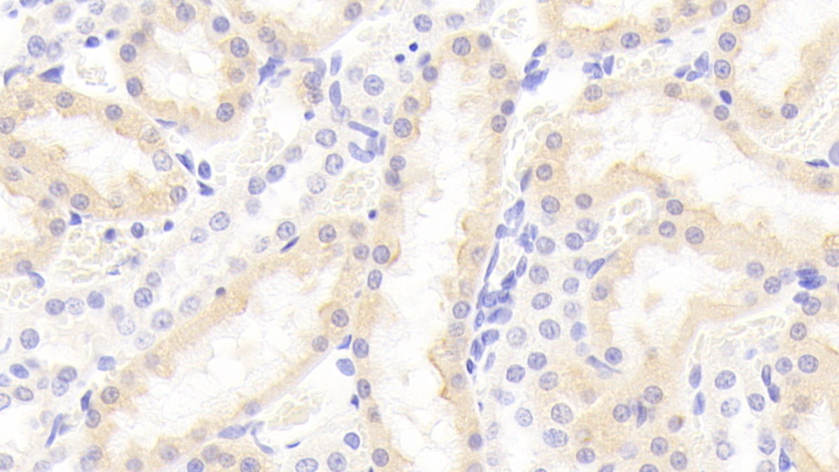 Polyclonal Antibody to Von Willebrand Factor A Domain Containing Protein 1 (vWA1)