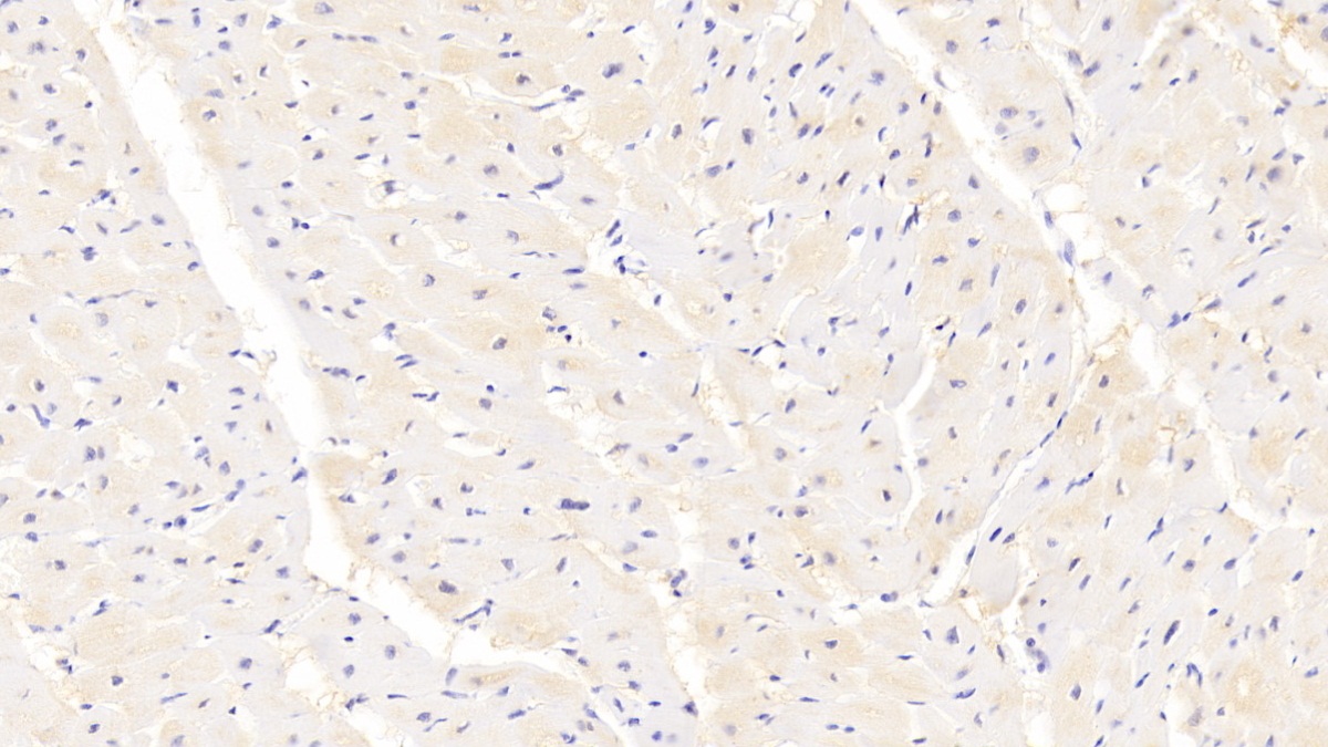 Polyclonal Antibody to Peroxisome Proliferator Activated Receptor Gamma (PPARg)