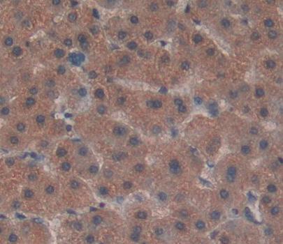 Polyclonal Antibody to Von Willebrand Factor Cleaving Protease (vWFCP)